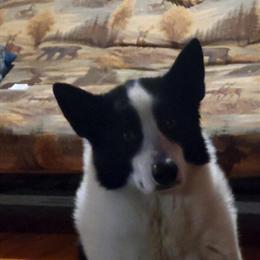 Karelian Bear Dog Hoshi - 4 Years Old, Neutered, Vaccinated in Staples, mn
