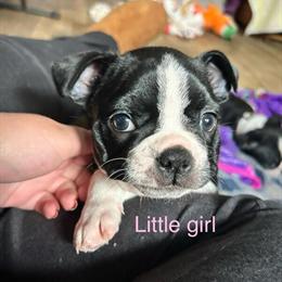 Boston Terrier Puppy Ready for a New Home in Battle Creek, mi