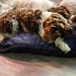 AKC Portuguese Water Dog Puppies Available in Warren, mi