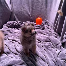 AussiePom Puppies Ready for Forever Homes in Jacksonville, fl