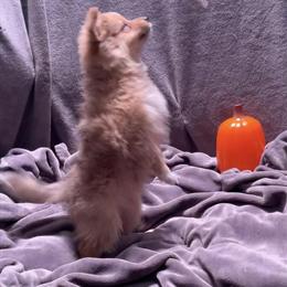 AussiePom Puppies - 3 Female Princesses Available in Jacksonville, fl