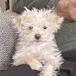 Yorkiepoo Puppy for Adoption - 20 Weeks Old in Redford, mi