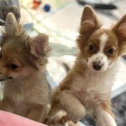 Aussie Pom Puppies Available - 3 Months Old in Jacksonville, fl