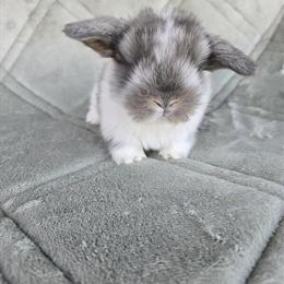 Holland Lop Rabbits Available for Christmas Reservation in Riverside, ca
