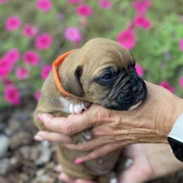 Gorgeous Female Boxer Puppies in Statesville, nc