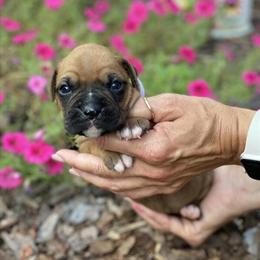 Boxer Puppies in Fawn and White in Statesville, nc