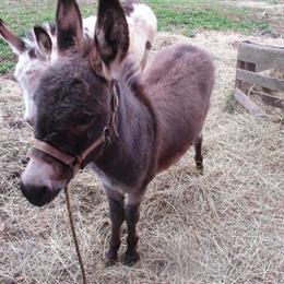 Playful Mini Donkey for Sale in Dumas, tx