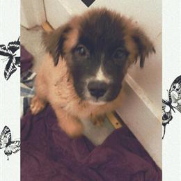 Pitsky Puppies Available - High Energy and Ready for New Homes in Edgewood, md