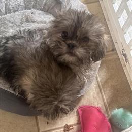 Shih Tzu Puppy - 12 Weeks Old, Ready for a New Home in Harrison, oh