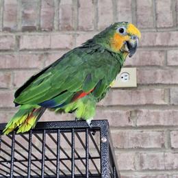 11 Year Old Orange Wing Amazon Parrot for Sale in Bowling Green, ky