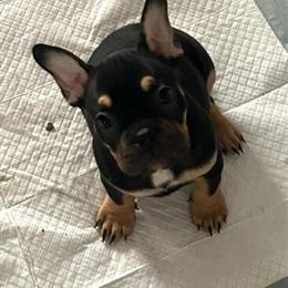 Bulldog Puppies Ready for New Homes in Cincinnati, oh