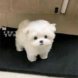 Teacup Female Maltese Looking for Forever Home in Clermont, fl