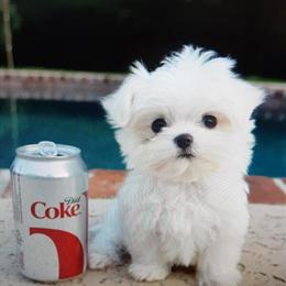 Handsome Male Maltese Puppy Available in Clermont, fl