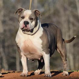 American Bully Female for Adoption in Tuscaloosa, al