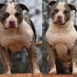 American Bully XL Merle Male Available for Stud in Tuscaloosa, al