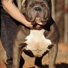 American Bully Stud Service Available in Tuscaloosa, al