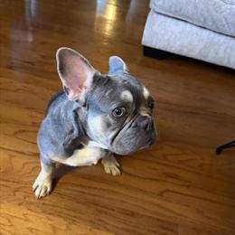 French Bulldog - 7 Months Old, House Trained, Good with Kids in Fort Worth, tx