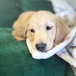 Golden Retriever Puppies for Sale in Cape Coral, fl
