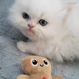 Persian Kittens Available in Lexington, nc