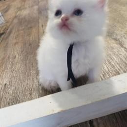 Persian Kittens Available in Lexington, NC in Lexington, nc