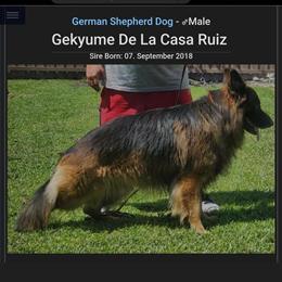 German Shepherd Puppies - 2 Female Puppies Available in Winter Garden, fl