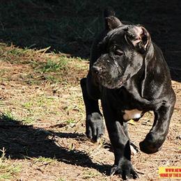 Traditional Bred Female Puppy for Co-Ownership in Houston, tx