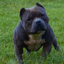American Bully for Sale in Charleston, sc