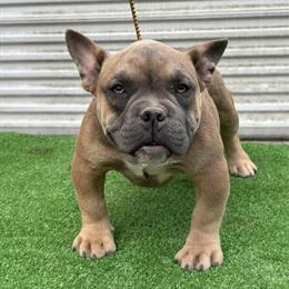 5 Month Old Male Exotic Bully for Sale in Charleston, sc