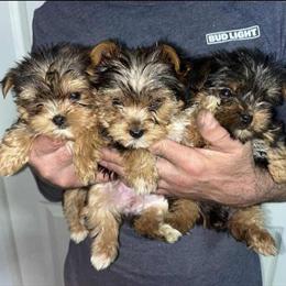 Yorkshire Terrier Puppies - AKC Registered, 1 Female and 2 Males in Spokane, wa