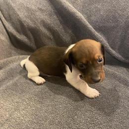 Miniature Dachshund Available Now in Williamsburg, ky