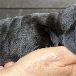 AKC Black and Tan Bloodhounds for Adoption in Clanton, al
