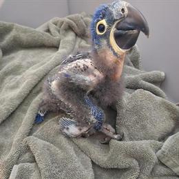 Hyacinth Macaw Babies for Sale - Weaning and Weaned in West Palm Beach, fl