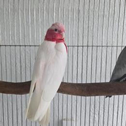 Lutino Rose-Breasted Cockatoos Available - Males and Females in West Palm Beach, fl
