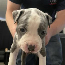 Pitbull Puppies Available for Loving Homes in Nederland, tx
