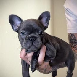 French Bulldog Puppies Available in Port Saint Lucie, fl
