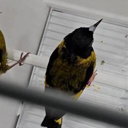 Rare Exotic Canaries, Siskins & Finches for Sale in Santa Ana, ca