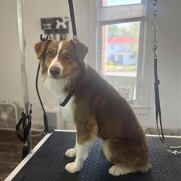 Miniature Australian Shepherd for Stud - ASDR Registered in Mount Pleasant, mi