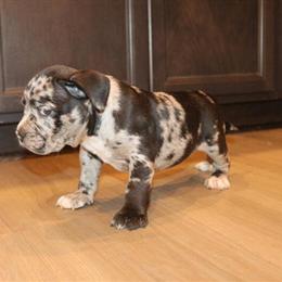 American Bully Merle Litter Available in Vancouver, wa