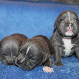Micro American Bullies - 4 Weeks Old in Vancouver, wa