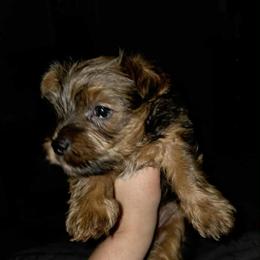 Yorkshire Terrier Puppy Available in Simpsonville, sc
