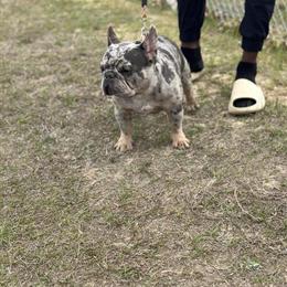 Chocolate Tri Merle French Bulldog Available for Stud in Pensacola, fl