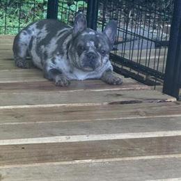 French Bulldog for Sale - Blue and Merle in Pensacola, fl