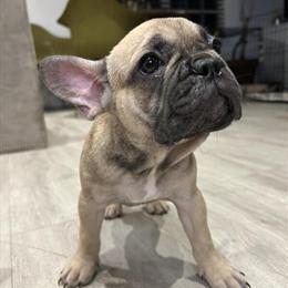 French Bulldog Puppy in Miami, fl