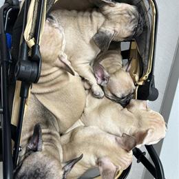 French Bulldog Puppies Looking for Homes in Miami, fl