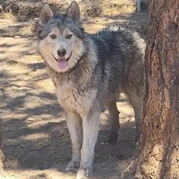 Husky Kodiak Seeks Girlfriend for Litter in Klamath Falls, or