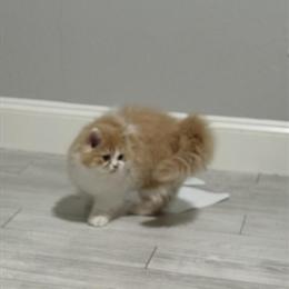 Tabby Kitten Romeo - Sweet and Playful in Oklahoma City, ok