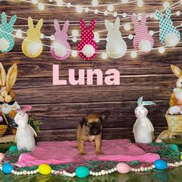 Fluffy French Bulldogs Available in Columbus, oh