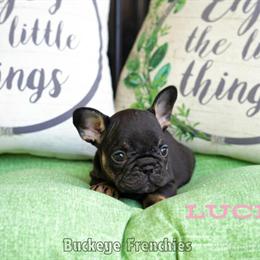 French Bulldog Puppies Ready for Forever Homes in Columbus, oh
