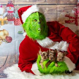 Chocolate French Bulldog Puppies Ready for Christmas in Columbus, oh