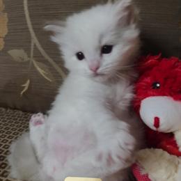 Ragdoll Kittens for Sale - Tica Registered in Smithtown, ny